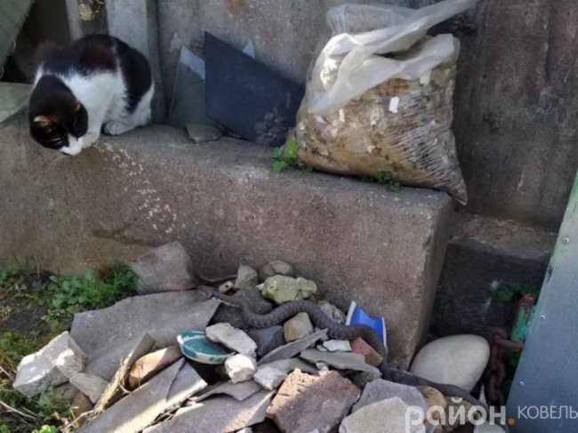 Закинуту ділянку у центрі Ковеля окупували вужі. ФОТО