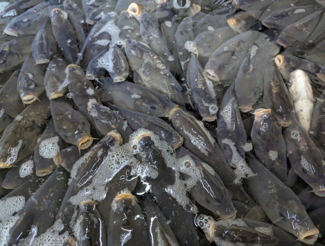 У водосховище на Волині випустили майже пів тонни риби. Рибалок просять її не ловити