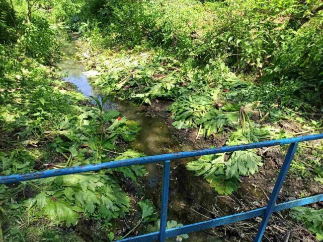 Луцьк знову захоплює небезпечна рослина: екологи повідомили, як боротимуться та скільки це коштуватиме 