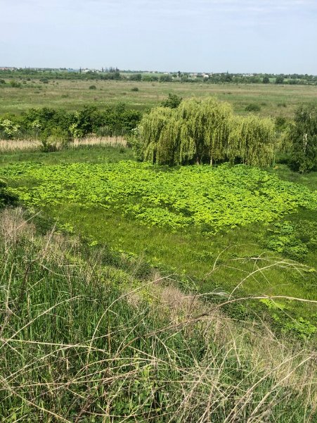 Луцьк знову захоплює небезпечна рослина: екологи повідомили, як боротимуться та скільки це коштуватиме 