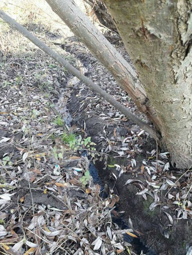 Лучанка перетворила канали центрального парку на каналізацію