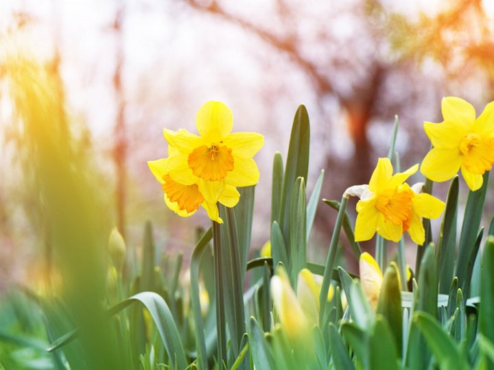 Якою буде погода у Луцьку та на Волині 12 квітня