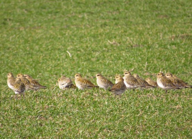 У волинському полі побачили величезну зграю рідкісних птахів. ФОТО