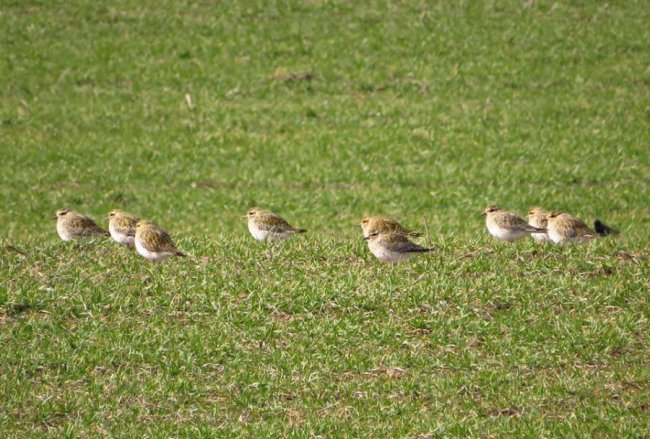 У волинському полі побачили величезну зграю рідкісних птахів. ФОТО