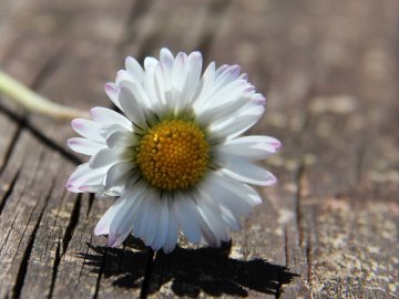 Погода у Луцьку та Волинській області на завтра, 29 червня