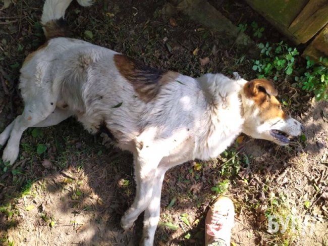 На Волині шукають невідомих, які катують тварин, проводять «ритуали» та руйнують надгробки