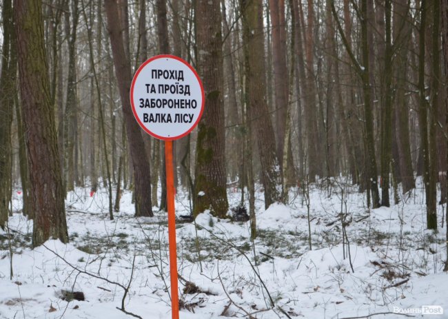 Жнива у зимовому лісі: як на Волині заготовляють деревину. ФОТО