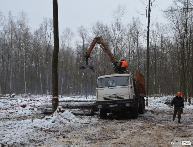 Жнива у зимовому лісі: як на Волині заготовляють деревину. ФОТО
