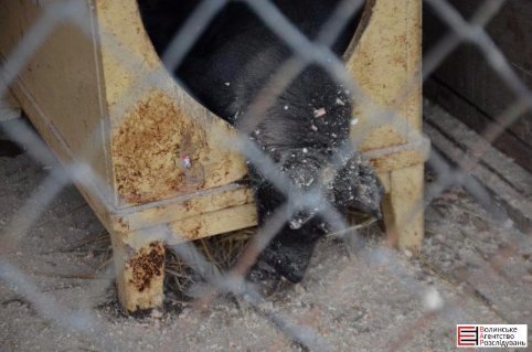 У Луцьку не дорахувалися собак, яких привезли на «Ласку» з Львівщини