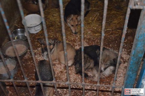 У Луцьку не дорахувалися собак, яких привезли на «Ласку» з Львівщини