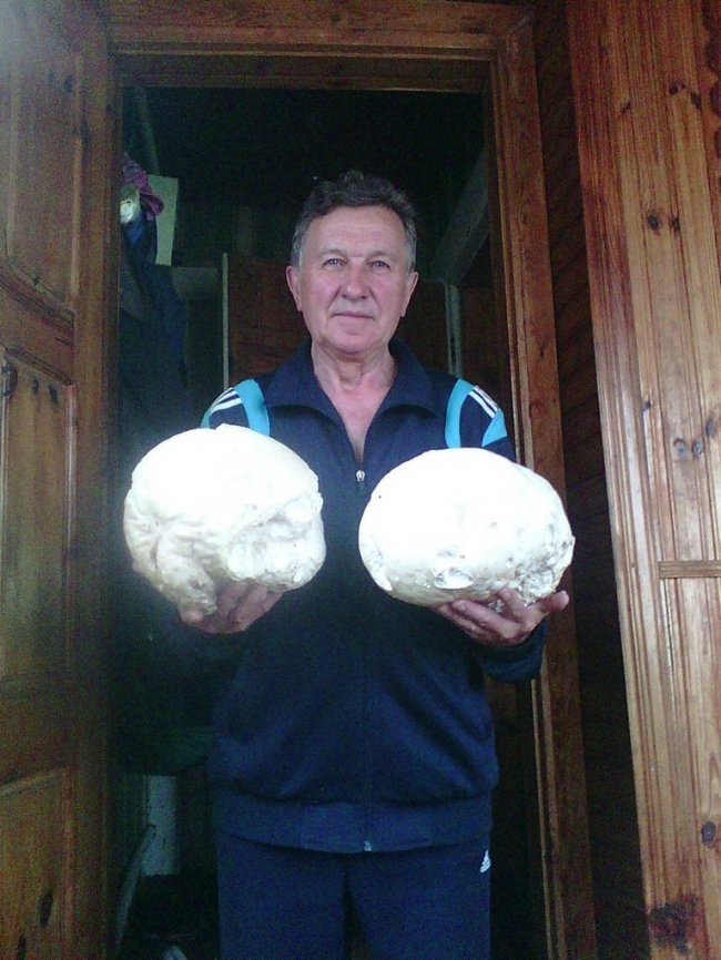 Колишній волинський мер «вполював» гігантські гриби. ФОТО