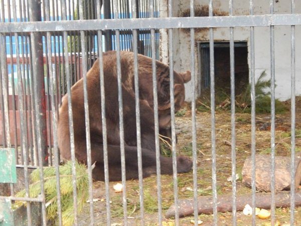 Звірі Луцького зоопарку смакують викинутими новорічними ялинками. ФОТО