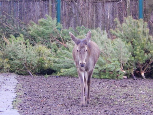 Звірі Луцького зоопарку смакують викинутими новорічними ялинками. ФОТО