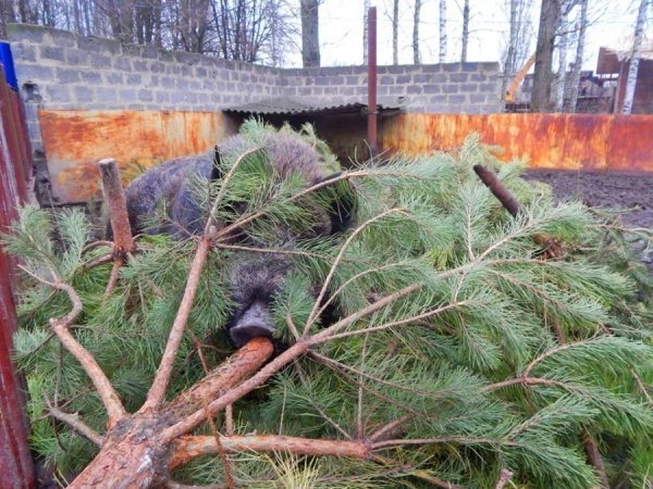 Звірі Луцького зоопарку смакують викинутими новорічними ялинками. ФОТО