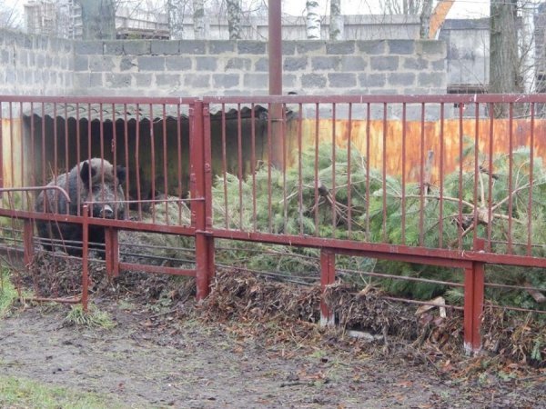 Звірі Луцького зоопарку смакують викинутими новорічними ялинками. ФОТО