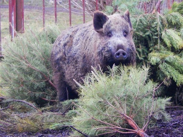 Звірі Луцького зоопарку смакують викинутими новорічними ялинками. ФОТО
