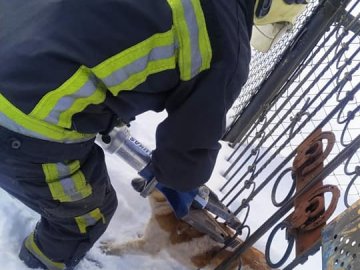 Волинські надзвичайники врятували песика, який застряг у паркані