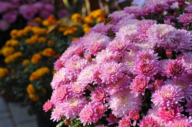 Опублікували неймовірні фото осінніх квітів у луцькому звіринці