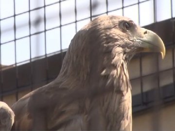 У Луцькому зоопарку облаштували велику клітку для пернатої хижачки. ВІДЕО