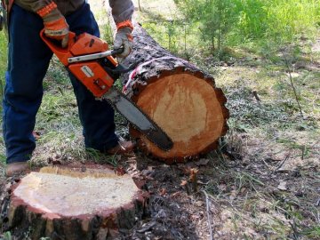Незаконно зрізували дерева у лісі: волинянин через необережність вбив товариша