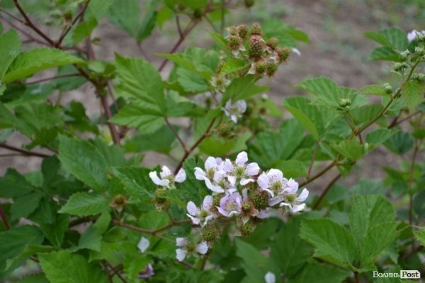 П’ятеро фермерів Горохівського району конкуруватимуть з поляками. ФОТО* 