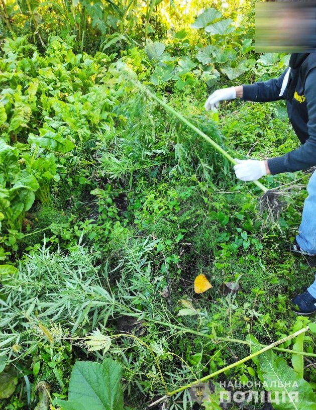 «Закладки», шприци, таблетки: на Волині правоохоронці «накрили» наркобізнес. ФОТО