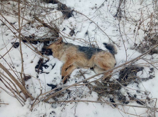 У селищі Волині – масове отруєння безпритульних псів. ФОТО 18+