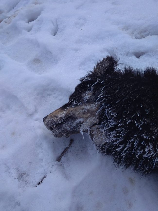 У селищі Волині – масове отруєння безпритульних псів. ФОТО 18+