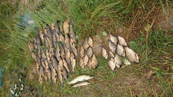 На Волині браконьєри ловили червонокнижну рибу. ФОТО