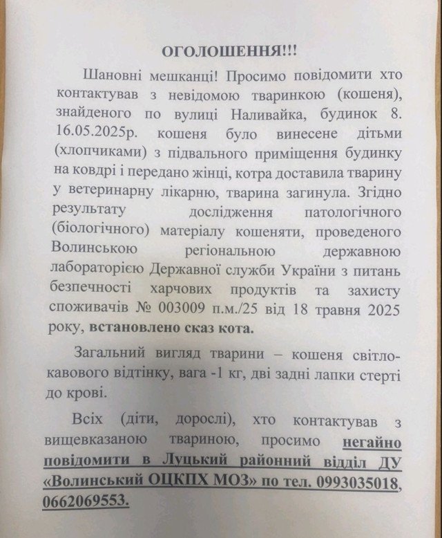 У Луцьку на вулиці знайшли хворе на сказ кошеня: усіх, хто мав з ним контакт, закликають звернутися до медиків
