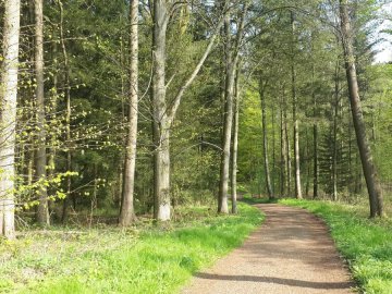 Група українців хотіла потайки повернутися до Польщі через ліс