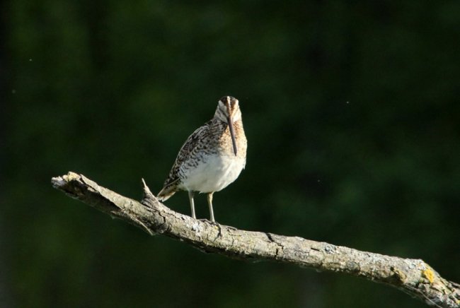 Волинський фотограф «упіймав» рідкісну пташку. ФОТО