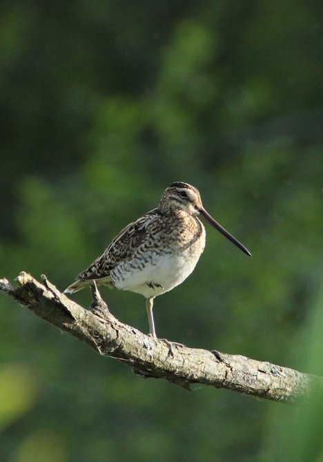 Волинський фотограф «упіймав» рідкісну пташку. ФОТО