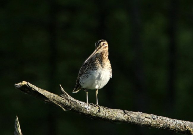 Волинський фотограф «упіймав» рідкісну пташку. ФОТО