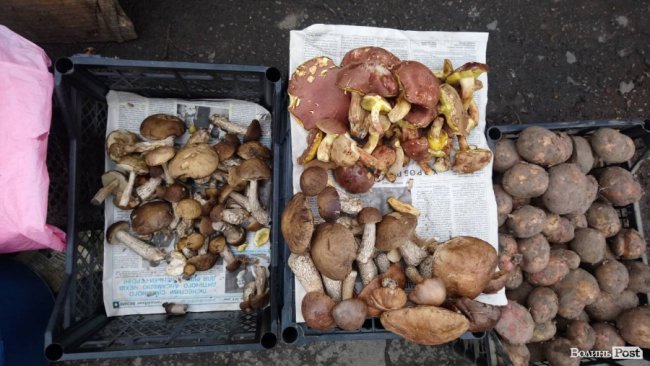 Від і до: скільки коштують гриби на луцькому ринку. ФОТО