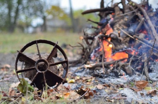 На Волині на бомбі виріс клен. ФОТО