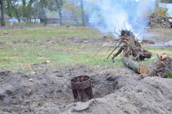 На Волині на бомбі виріс клен. ФОТО