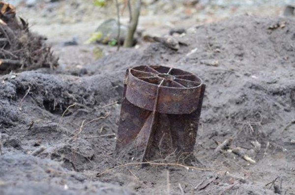 На Волині на бомбі виріс клен. ФОТО