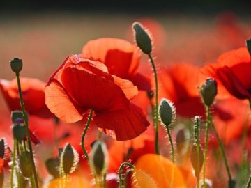 Погода в Луцьку та Волинській області на вівторок, 16 червня