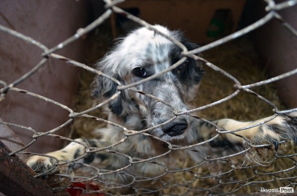 Собачий притулок у Луцьку пережив важку зиму. ФОТО