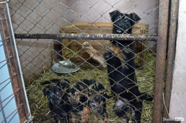 Собачий притулок у Луцьку пережив важку зиму. ФОТО