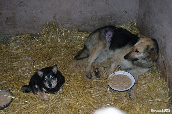 Собачий притулок у Луцьку пережив важку зиму. ФОТО