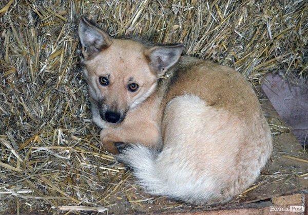 Собачий притулок у Луцьку пережив важку зиму. ФОТО