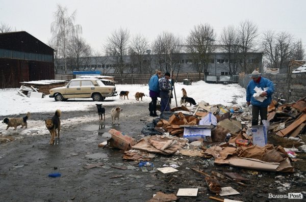 Собачий притулок у Луцьку пережив важку зиму. ФОТО
