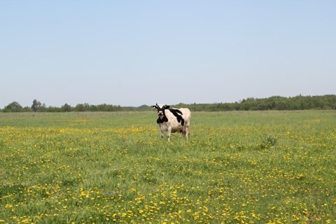 Російський блогер про Західну Україну: тут ніколи не приймуть Радянський Союз, хоч стріляй