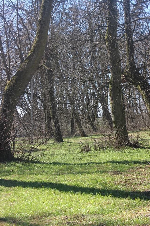 Волинян кличуть милуватися первоцвітами. ФОТО
