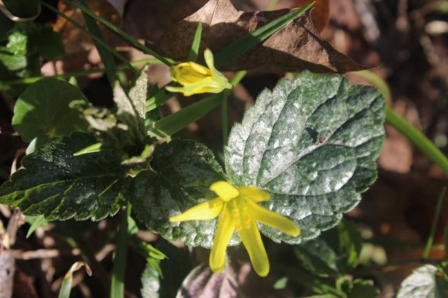 Волинян кличуть милуватися первоцвітами. ФОТО