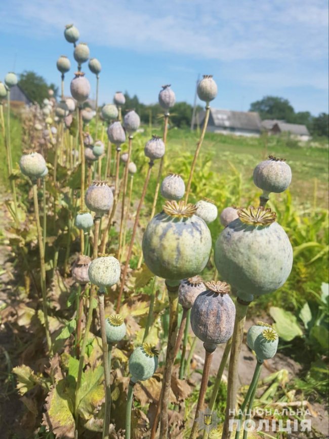 Волинянка вирощувала майже пів тисячі рослин снодійного маку у себе на городі. ФОТО