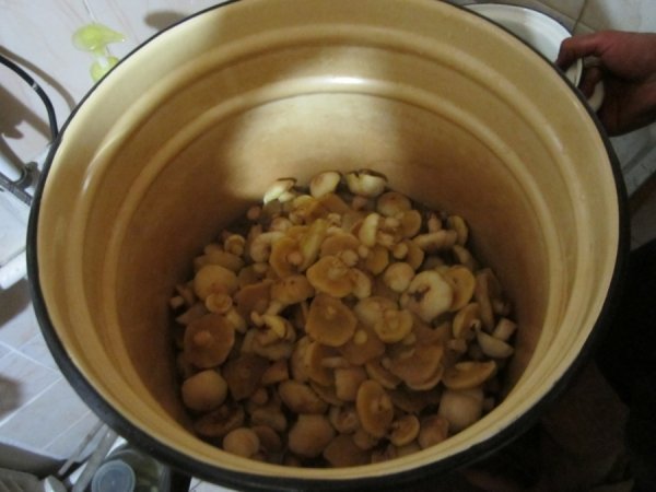 Грибник із Волині заробляє по 12 тисяч в сезон. ФОТО