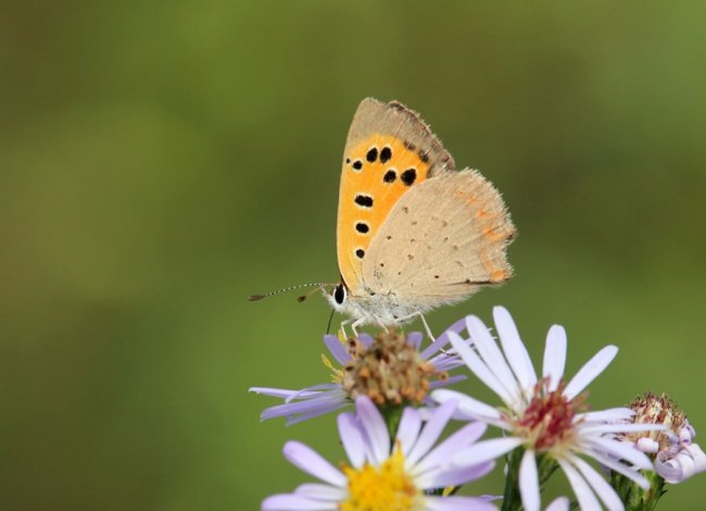 Волинський фотограф «упіймав» метеликів в об'єктив камери. ФОТО